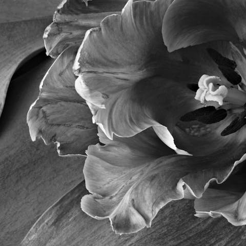 Black Flowers – The Complete Guide - Flora Queen