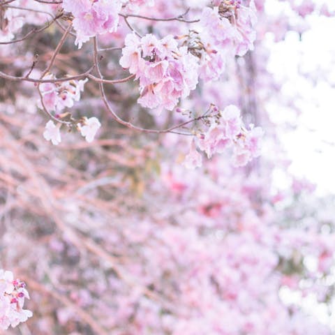 When to Look for a Japanese Flower by Season - Flora Queen