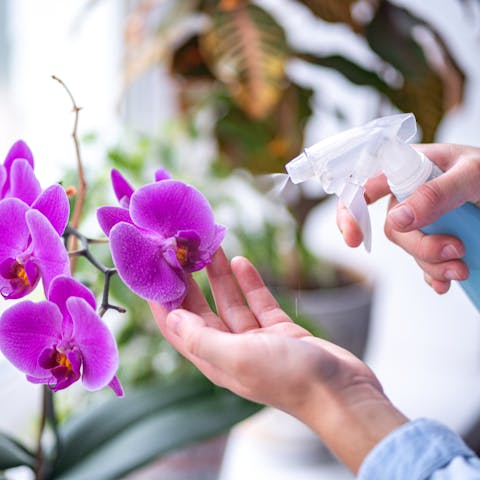Basic Tips for How to Care for Orchids - Flora Queen