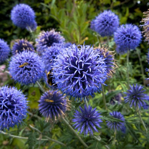 Exotic Dark Blue Flowers for Your Home and Garden - Flora Queen