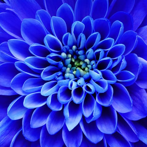 Blue Flower Names: History, Culture, and Symbolism - Flora Queen