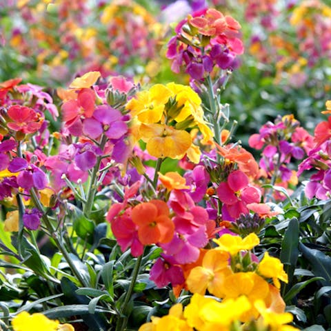 The Wallflower Should Make a Comeback in Gardens - Flora Queen