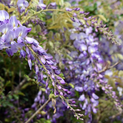 The Wisteria Flower: Nature’s Beautiful Gift - Flora Queen