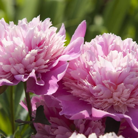 The Peony: The Current Indiana State Flower - Flora Queen