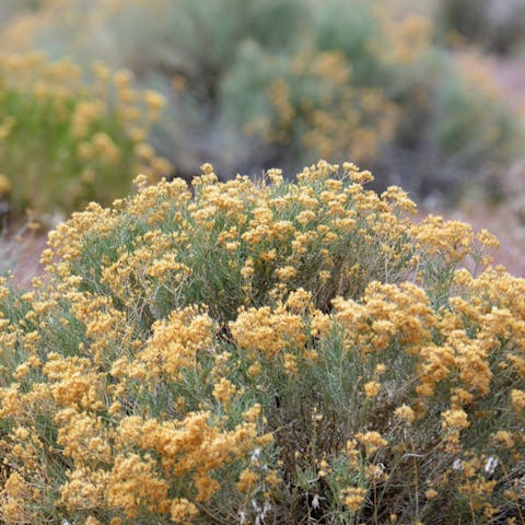 The Sagebrush: Nevada State Flower - Flora Queen