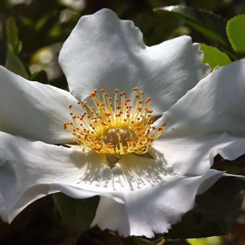 About the Georgia State Flower - Flora Queen