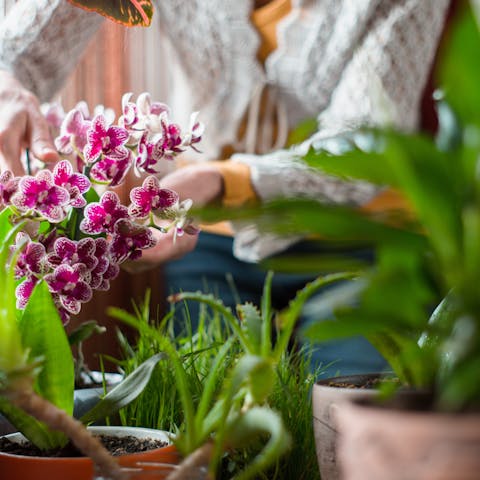 Basic Tips for How to Care for Orchids - Flora Queen