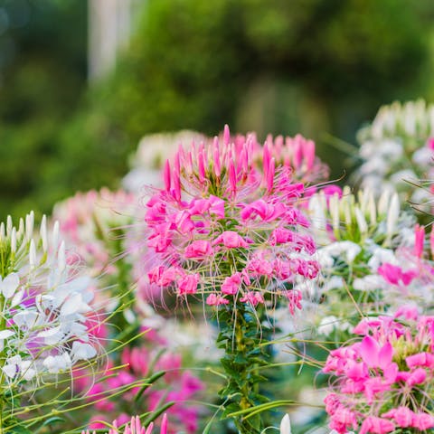 Spider Flowers are Beautiful Flowers with a Scary Name - Flora Queen