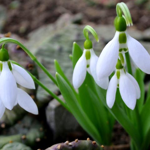Snowdrops: Their History, Symbolism, and Care - Flora Queen