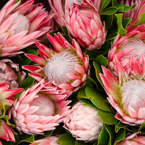 Add the Protea Flower to Your Garden for a Unique Touch - Flora Queen