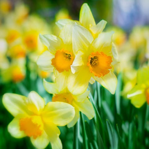 Daffodils: The March Birth Flower that Announces the Return of Beautiful Sunny Days - Flora Queen