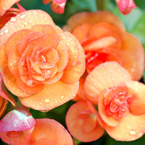Begonia Flower: Sincere Friendship and Kindness - Flora Queen