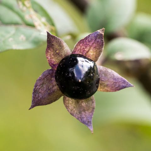 Nightshade Flower: A Deadly Plant to Add to Your Home’s Garden - Flora Queen