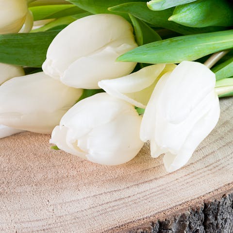 Budget-Friendly Sympathy Flowers - Flora Queen