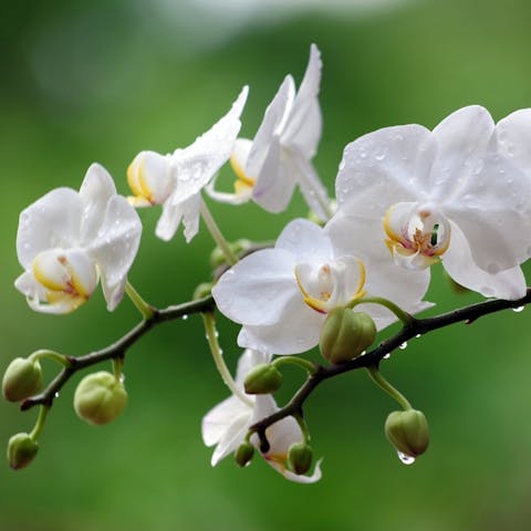 The Beauty of an Orchid and More - Flora Queen