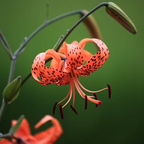 Tiger Lily Meaning: Interesting Facts about the Flower - Flora Queen