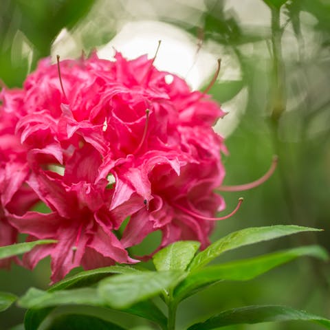 The Rhododendron: the Washington State Flower - Flora Queen