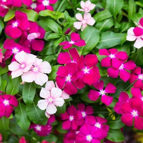 The Vinca Flower: A Beautiful, Drought Tolerant Annual - Flora Queen