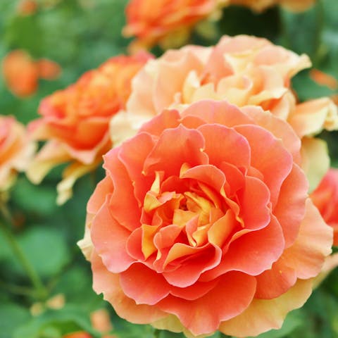 Flower Types - Flora Queen