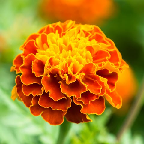The Beautiful Marigold: the October Birth Flower - Flora Queen