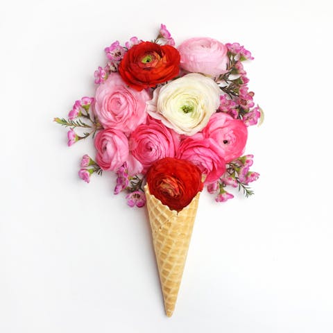 The Lovely Cone Flower and Its Health Benefits - Flora Queen