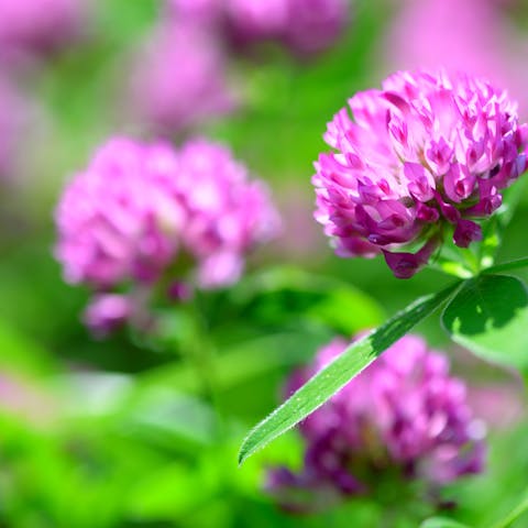 The Clover Flower: Small and Mighty - Flora Queen