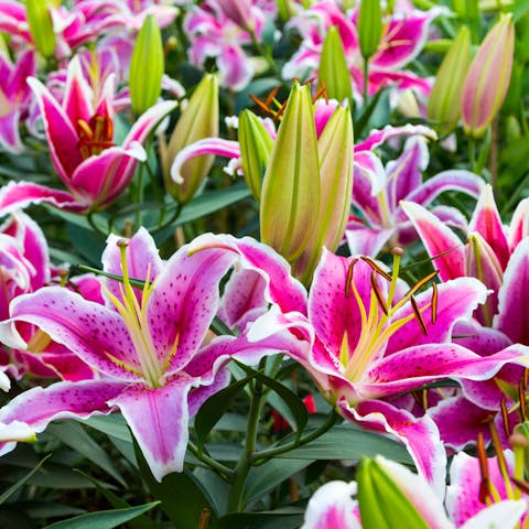 Types of Lilies to Add to Your Garden - Flora Queen