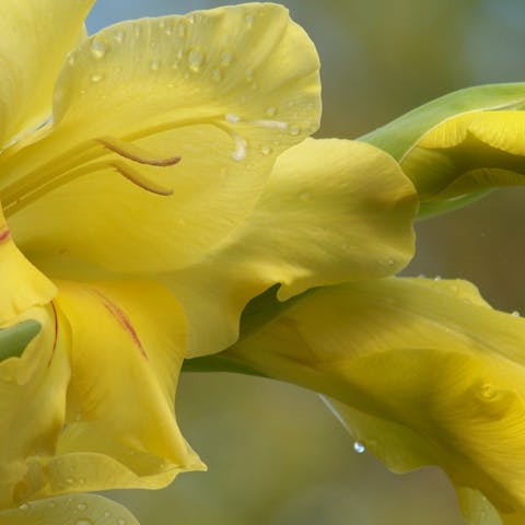 August Birth Flowers You Can Add to Your Garden - Flora Queen