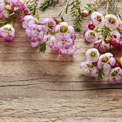 The Wax Flower - Flora Queen