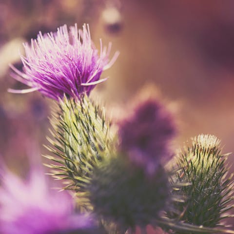 The Thistle Flower: Nature’s Prickliest Flower - Flora Queen
