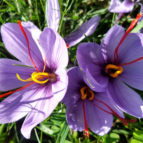 The Saffron Flower - Flora Queen