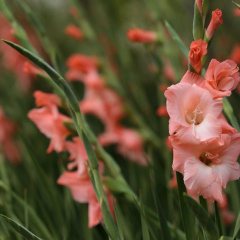 Gladiolus and Poppy: The Flowers of August - Flora Queen