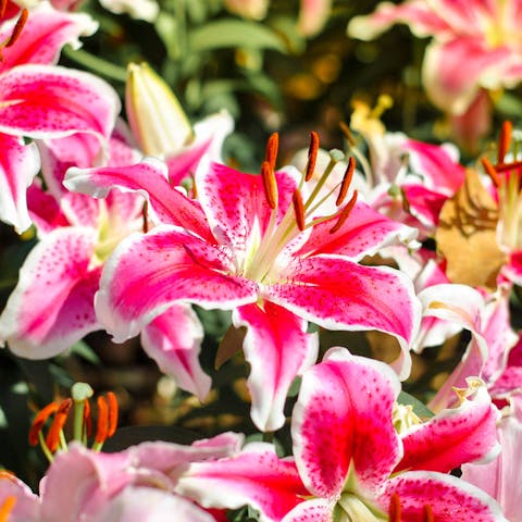 The Lilly Flower and It’s Beautiful History, Care, and Symbolism - Flora Queen