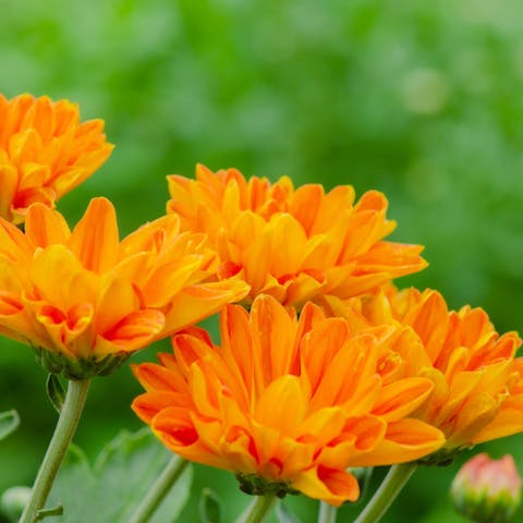 If You Want to Express Feelings of Joy, Warmth, and Beauty, Choose Orange Flowers - Flora Queen