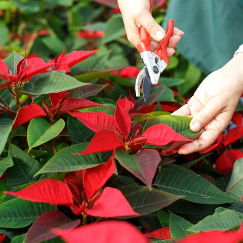 Poinsettia Care - Flora Queen