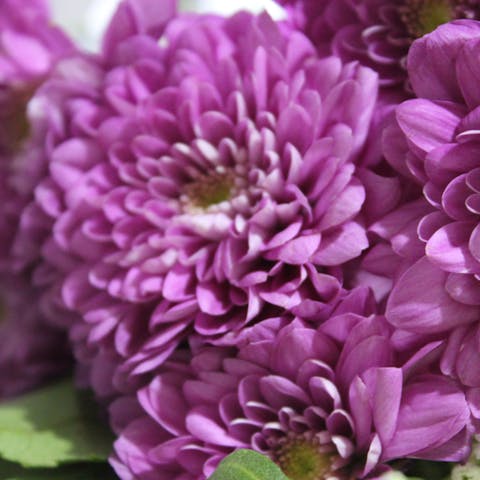 Birth Month Flowers - Flora Queen