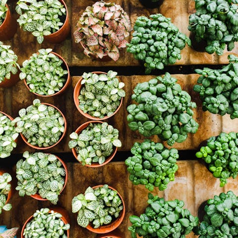 Cute Flowers That Are Easy to Grow in Pots - Flora Queen