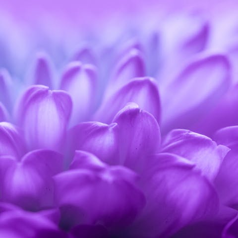 Express Your Feelings with Purple Flowers - Flora Queen