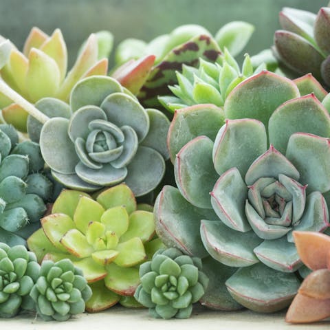 Types of Succulents - Flora Queen