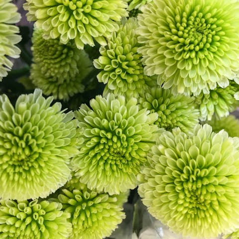 Chrysanthemum Flower - Flora Queen