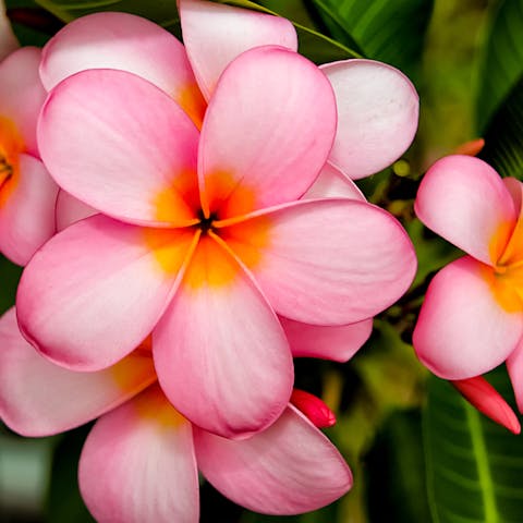 Florida Flower State - Flora Queen