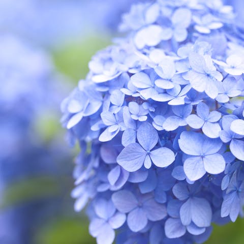 The Hydrangea Flower - Flora Queen