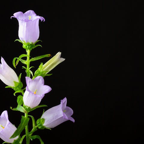 Bell Flower - Flora Queen