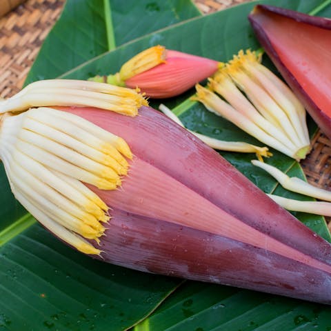 The Banana Blossom - Flora Queen