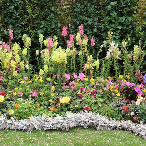 Great Perennial Flowers to Plant This Year - Flora Queen