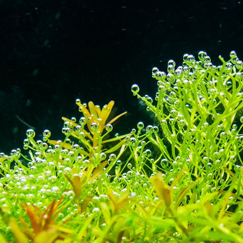 Aquatic Plants - Flora Queen