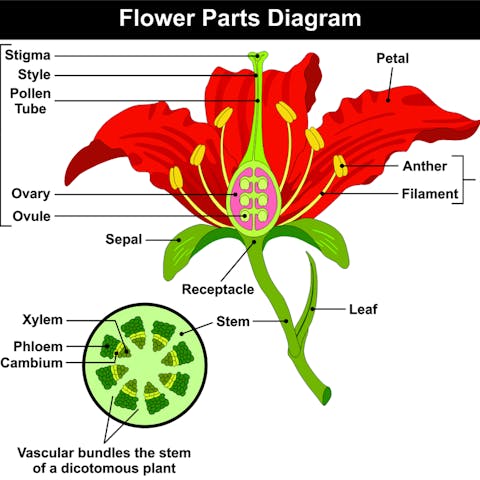 Anatomy of a Flower - Flora Queen