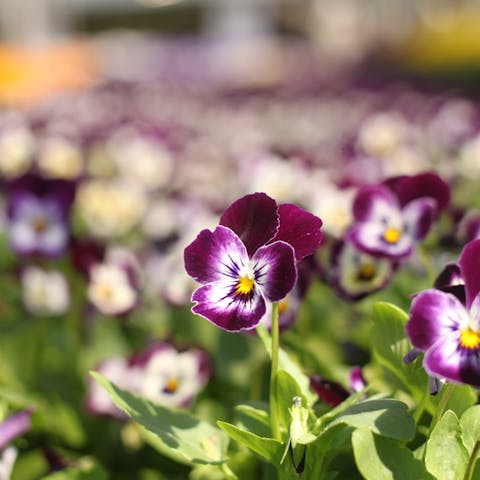 Viola Flowers - Flora Queen