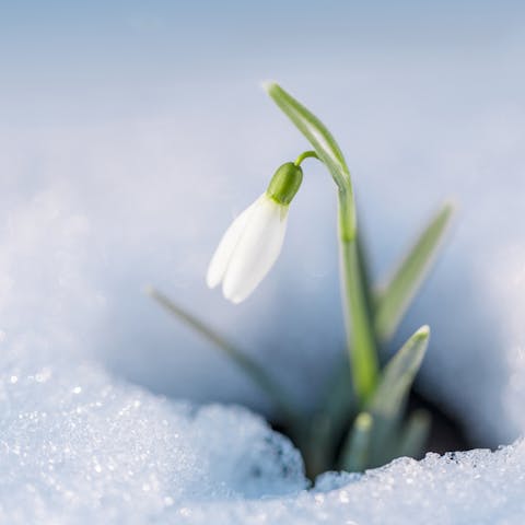 Snowdrop Flower - Flora Queen