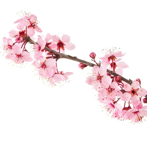 Sakura Flower – The Complete Guide - Flora Queen